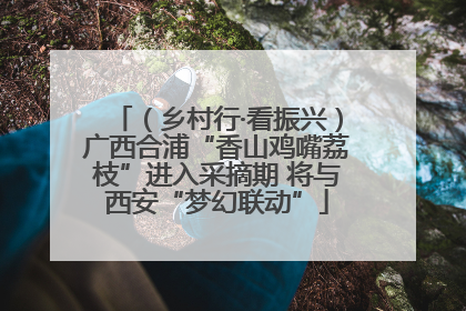 （乡村行·看振兴）广西合浦“香山鸡嘴荔枝”进入采摘期 将与西安“梦幻联动”